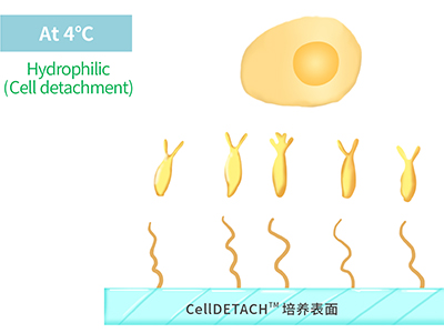 4℃時，溫敏聚合物涂層為高分子伸直狀態(tài)，表現(xiàn)為親水性，利于貼壁細胞的脫落
