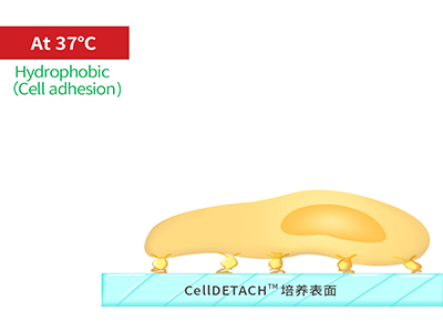 37℃時，溫敏聚合物涂層為高分子卷縮狀態(tài)，表現(xiàn)為輕度疏水性，更有利于細胞的貼附