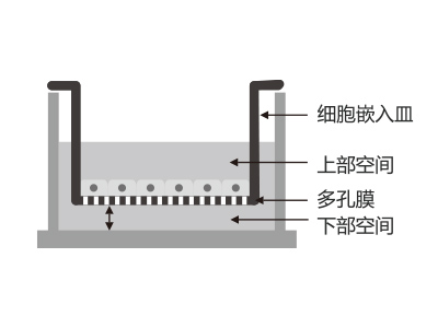 懸掛式設計，嵌入皿移細胞嵌入皿移動時單層細胞不受影響上部空間 ，還能防止培養(yǎng)液通過中毛細作用流失